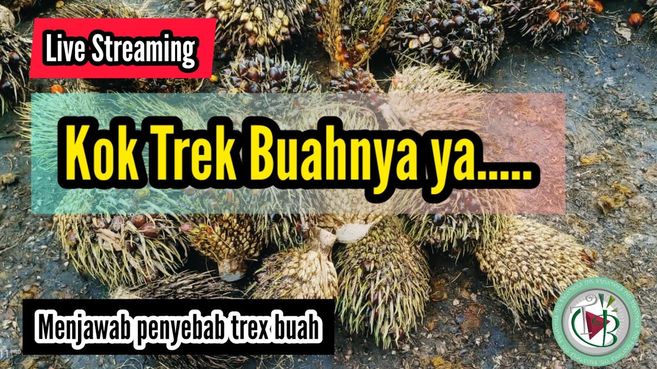 Live Streaming - Kok Kelapa Sawit Buahnya Trex Ya