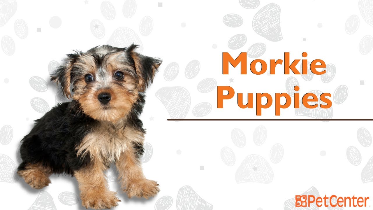 Is The Morkie The Right Puppy For You?
