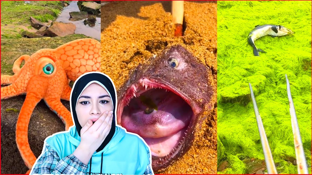 اغرب كائنات بحرية تم ايجادها علي الشواطئ!!!😍👽