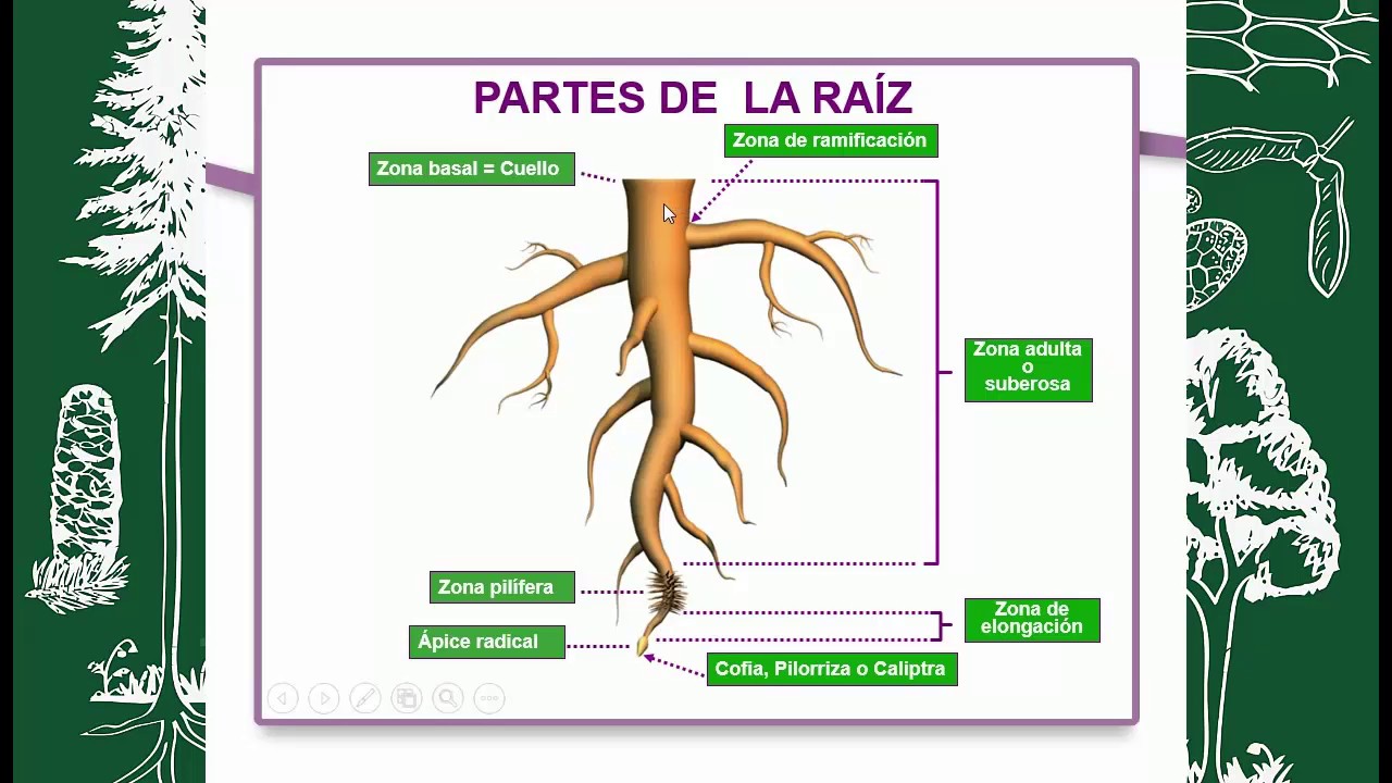 BOT&Aacute;NICA MORFOL&Oacute;GICA (LA RA&Iacute;Z) mal narrado