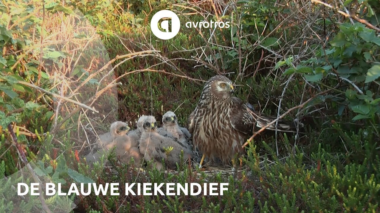 Wild in Nederland: de blauwe kiekendief