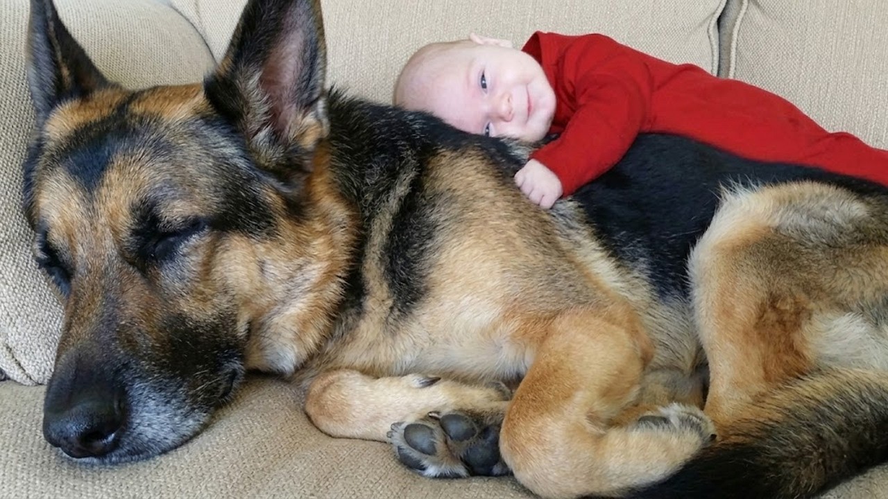 When Big Dogs Turn Into Giant Mush Around Their Baby Sisters