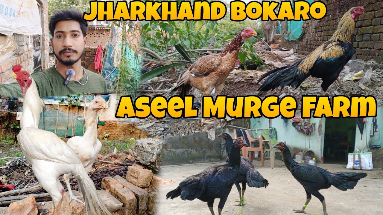 Jharkhand Bokaro Parrot Beak Aseel Murga Farm 🐓 Top Quality Aseel Murga Farming In Jharkhand Bokaro 