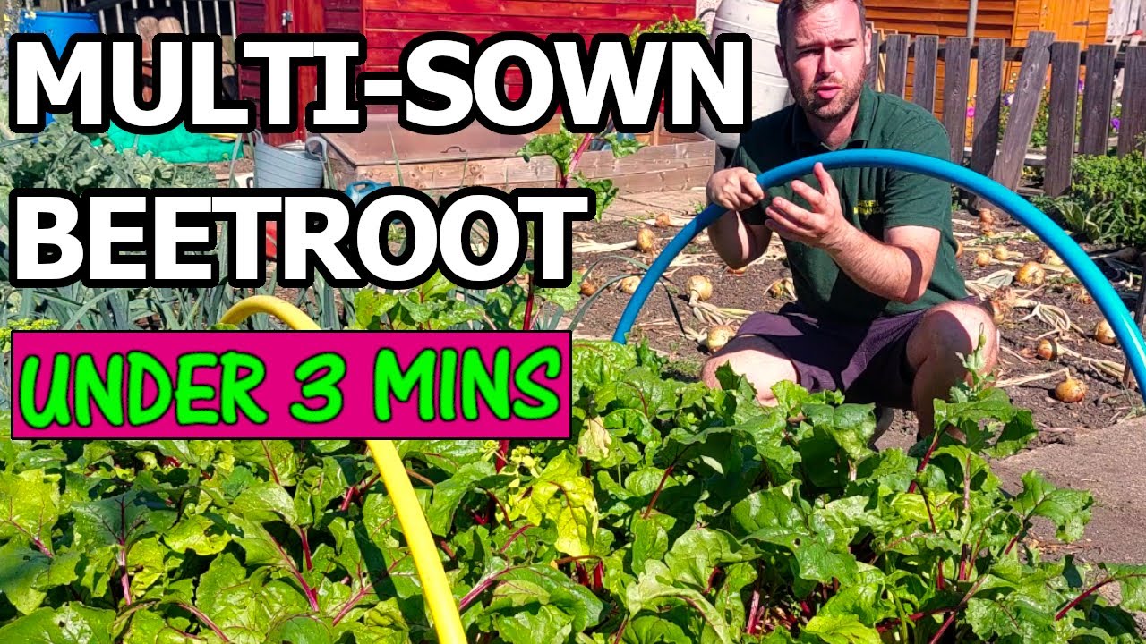 Growing Beetroot from START to FINISH (UK Allotment)