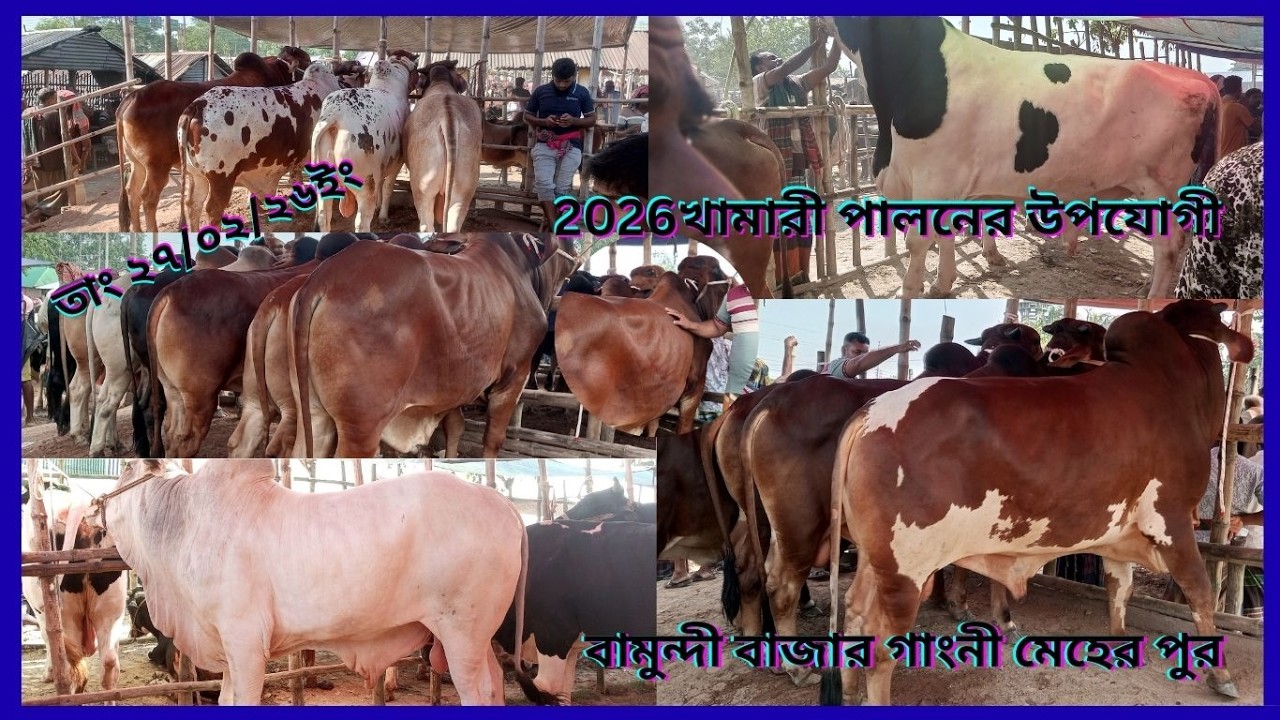 রমজানের তৃতীয় হাট ক্রেতা শূন্য অনেকটায় ২৬ ইংসালে কোরবানী উপযোগী আমদানী বামুন্দীবাজার গাংনী মেহেরপুর