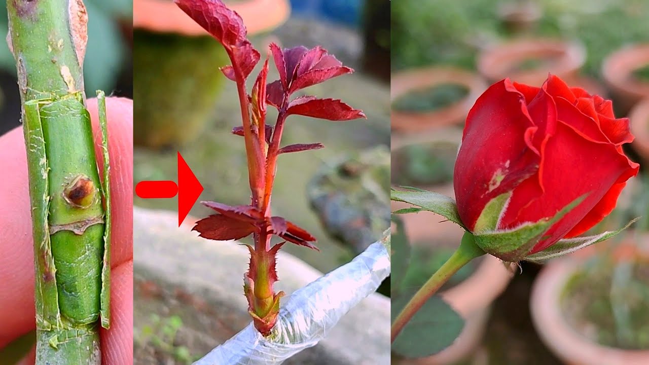 গোলাপ গাছে চোখ কলম করার পদ্ধতি - এই পদ্ধতিতে প্রচুর ফুল পাবেন গাছে | Rose Bud Grafting Technique