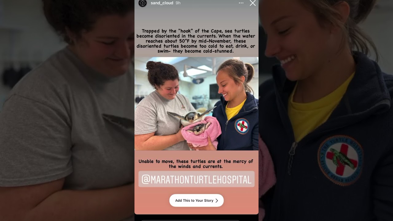 Thank you @sand cloud for your support🐢❤️! #grateful #connectandprotect #compassionis #turtle