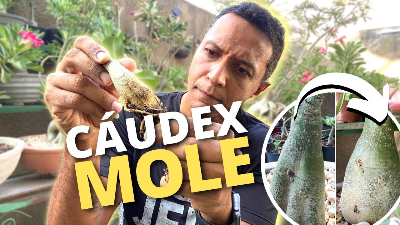 CÁUDEX MURCHO nas Rosas do Deserto? Aprenda a solução!