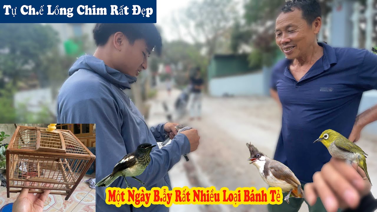 Chiếc Lồng Chim Tự Làm Siêu Đẹp Và Bẫy Rất Nhiều Loại Chim Bánh Tẻ // Chiến Ơi