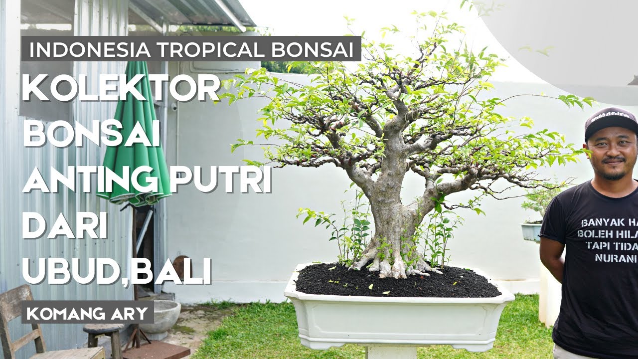 Kolektor Bonsai Anting Putri Super dari Ubud,Bali , Pak Komang Ary