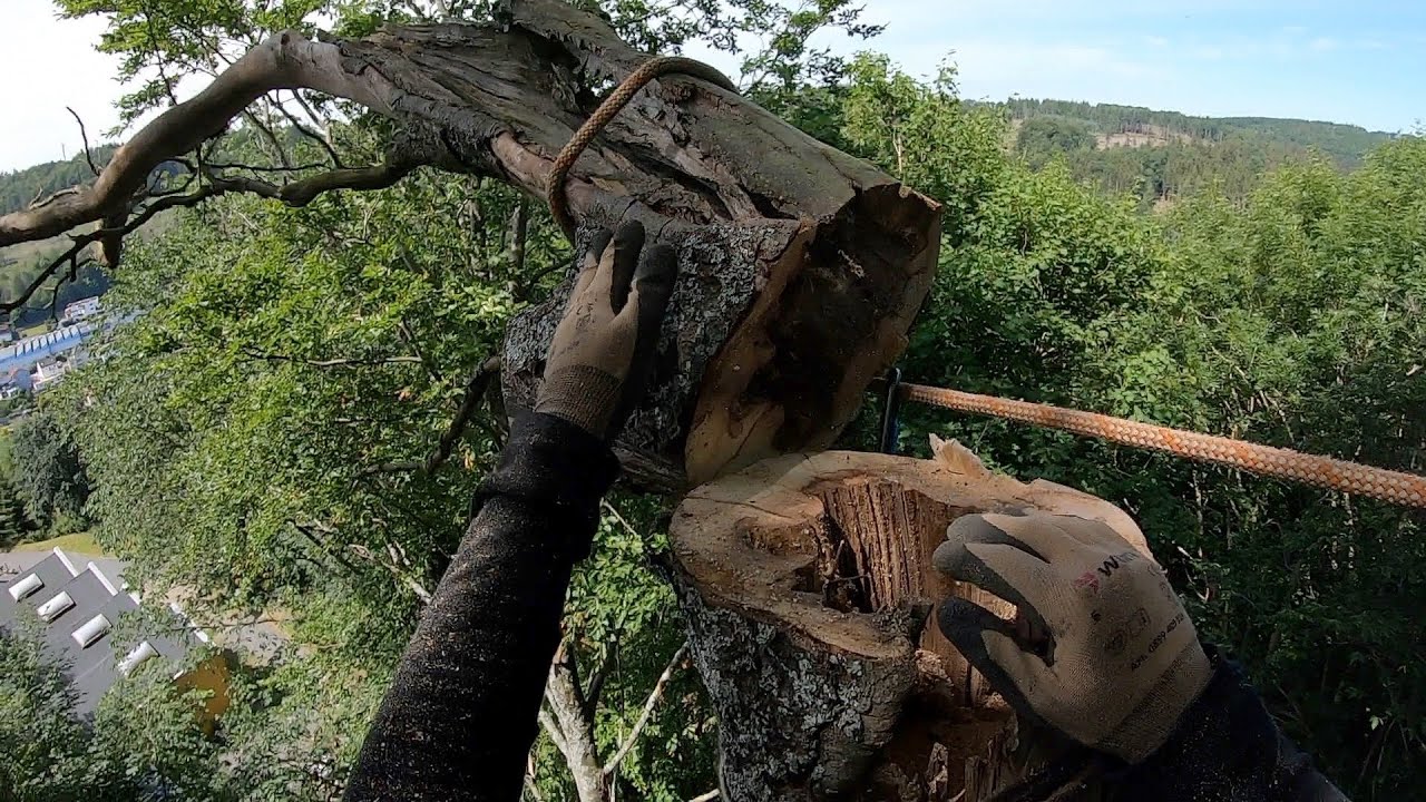 Fällung einer abgestorbenen Buche in Seilklettertechnik