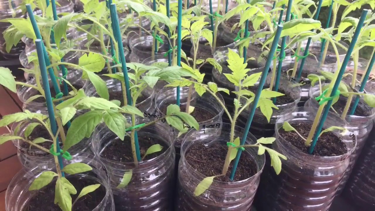 jour j - 12 plantation tomate en pleine terre