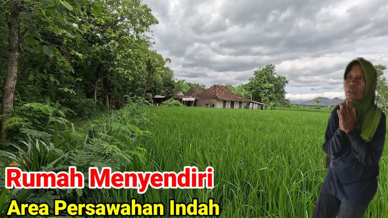 Rumah Sendirian Janda di Tengah Sawah Indah Ponorogo 