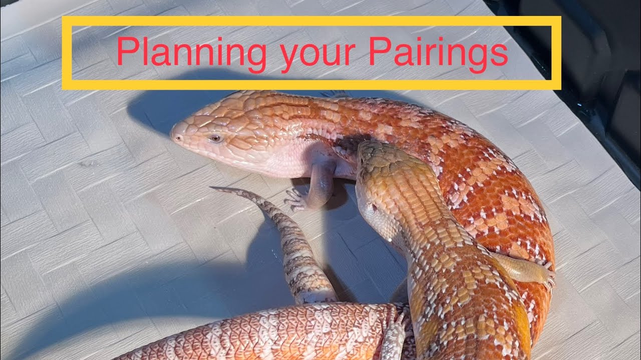 Blue Tongue Skink Breeding Planning