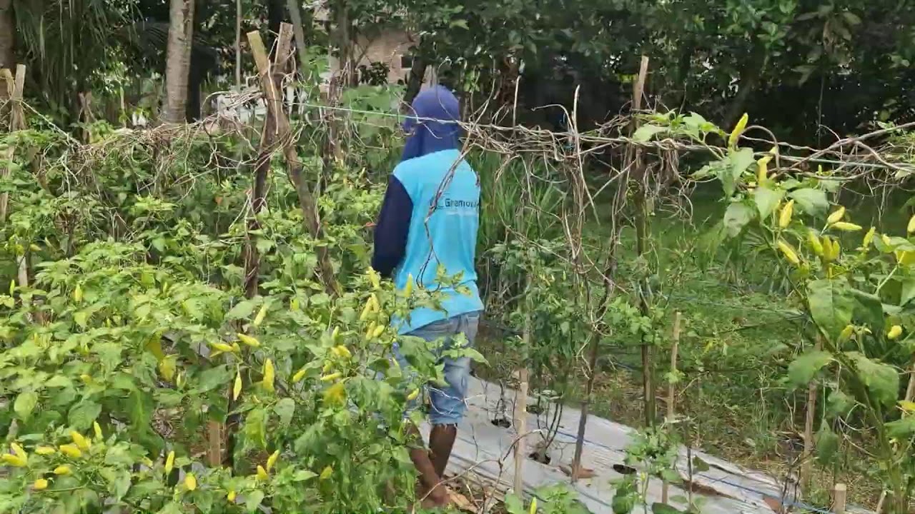 SMART FARMER’S SKILL: HARVESTING HUNDREDS OF CHILI PEPPERS WITH BARE HANDS - Agriculture Gardening