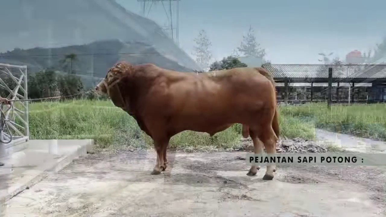 Balai Inseminasi Buatan