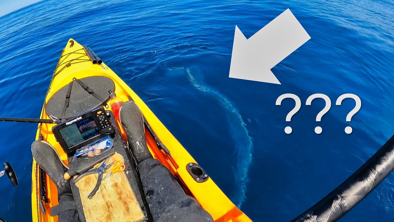 Unknown Creature found while Kayak Fishing?! - Targeting Kingfish, Kahawai and Blue Mao Mao!