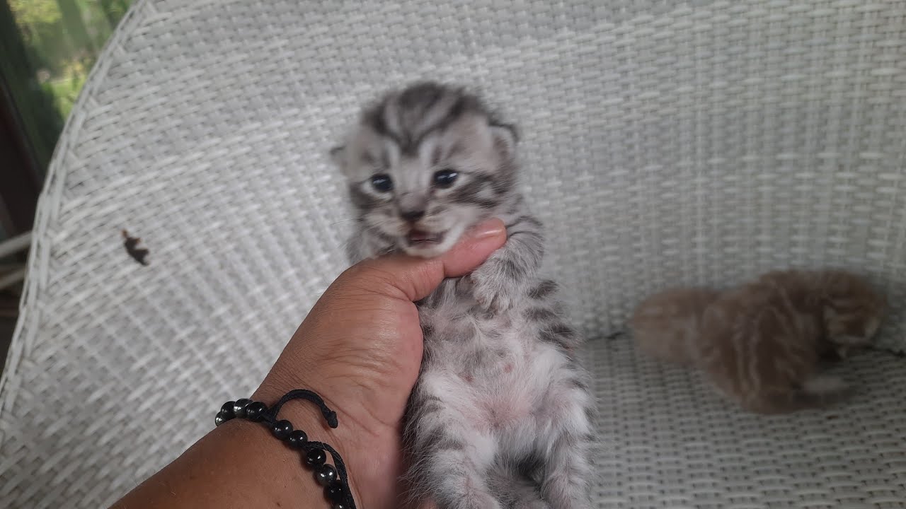Bayi kucing ini teriak ketika dipegang