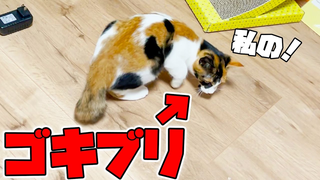 家に現れたゴキブリを子猫が咥えて持ち逃げしました…【大パニック】
