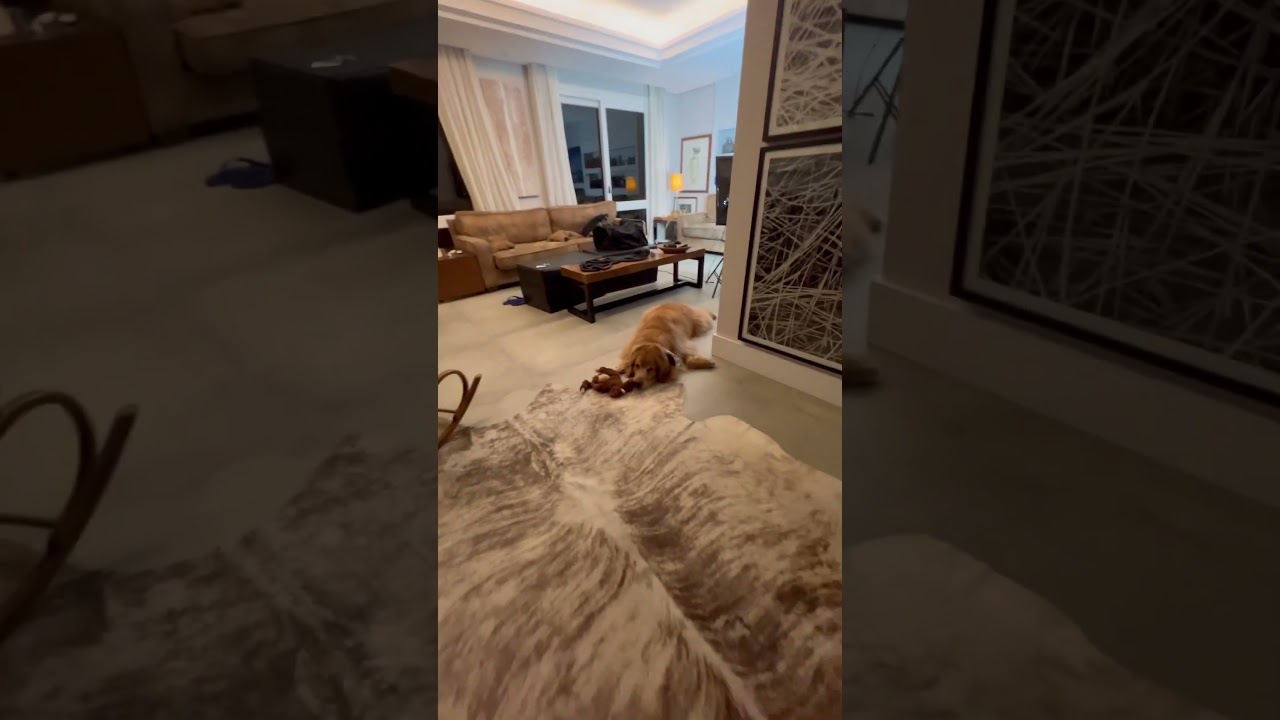 Goldens e seus brinquedos! 