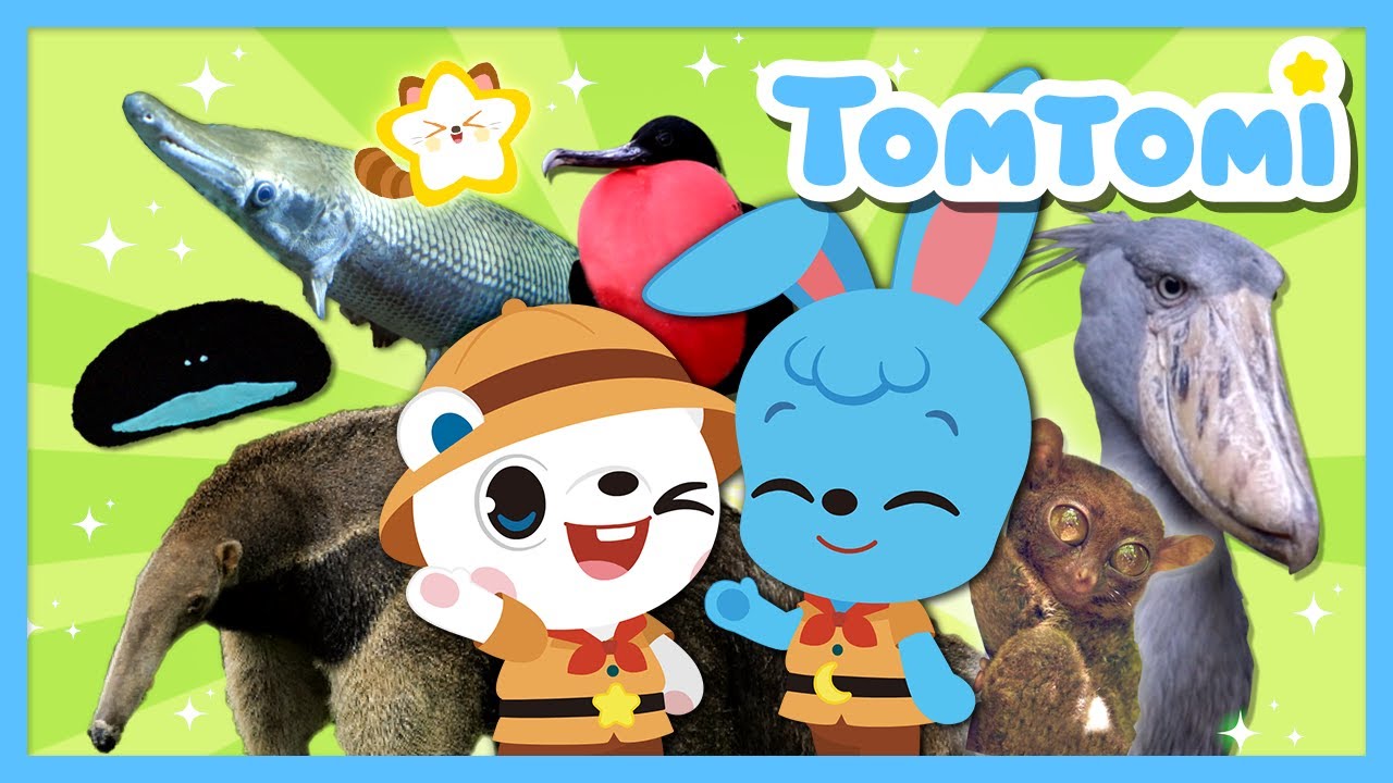 Tomtomi’s Starry Stars, Animal Star⭐️ | Real images of unusual animals | Animal Song | TOMTOMI