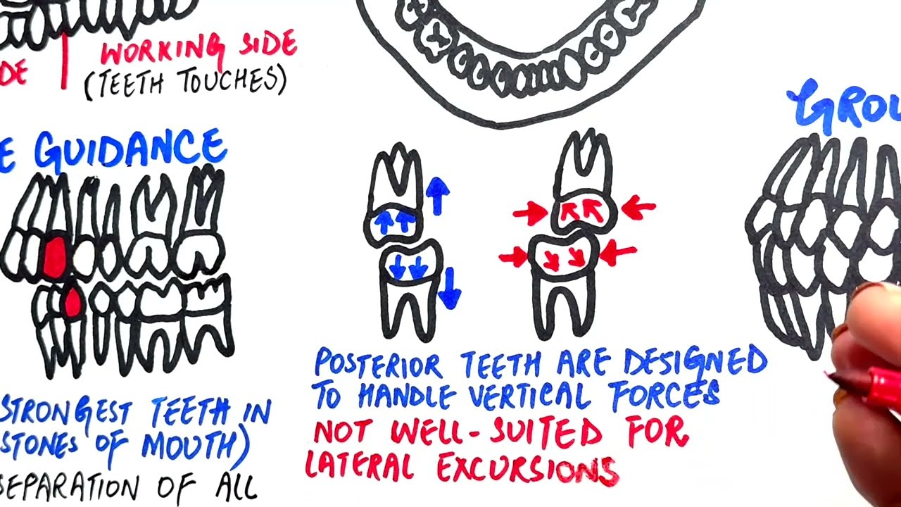 Canine guidance and group function | Occlusion