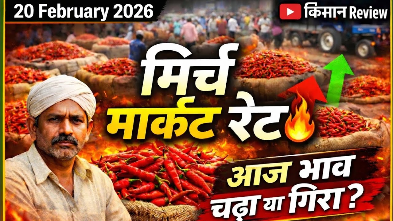 DHARMABAD Mirchi 🌶️Market Rate💴 update 20 February 2026 & kisan review ☺️