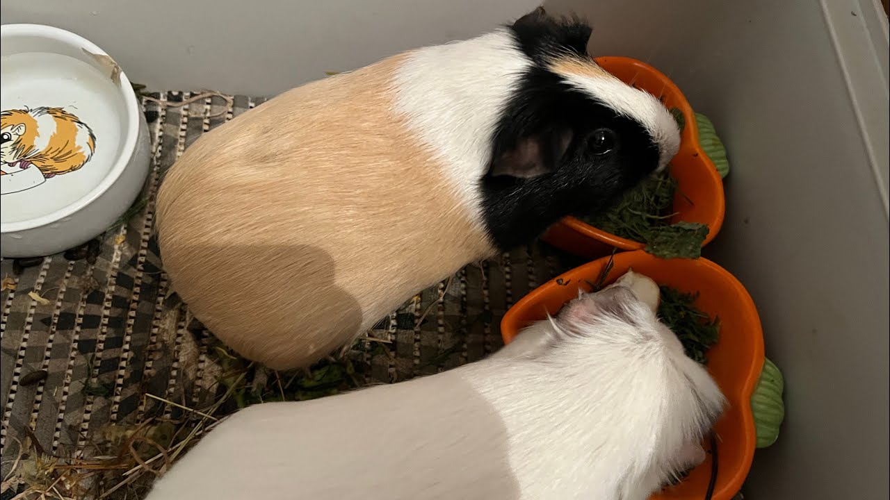 Luźny vlog ze świnkami morskimi🐹😍🐹