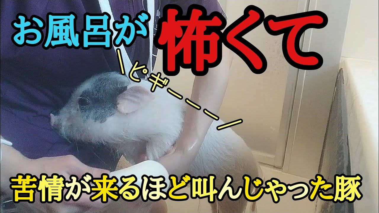 【音量注意⚠️】ご近所からクレームが来る様な激しい声出しちゃったマイクロブタ