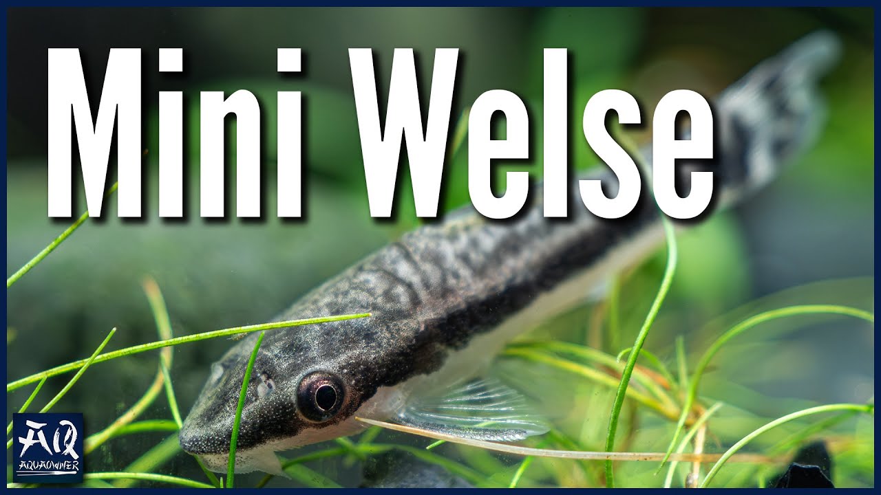 Kleiner Wels für 60cm Aquarium | AquaOwner