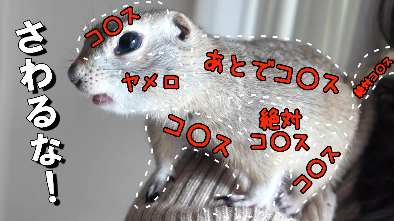 発情期で凶暴なリスの『お触りマップ』を作ってみた