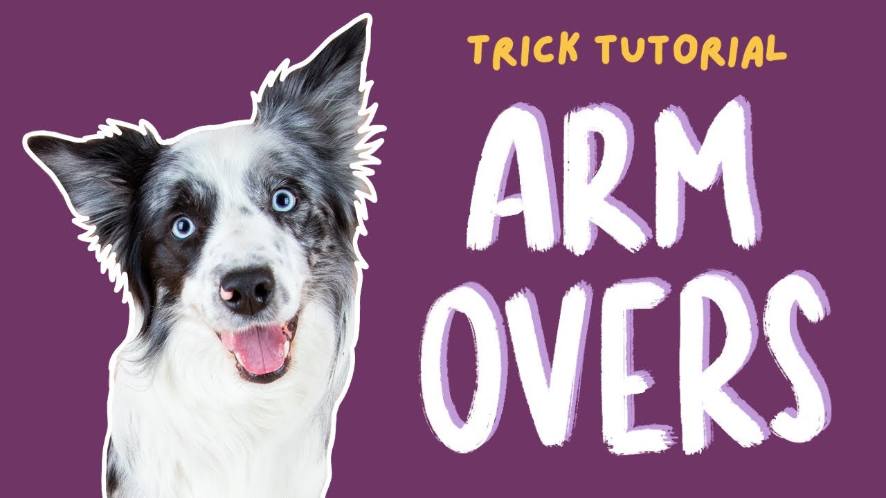 Arm Overs Tutorial for Dog Trick Training