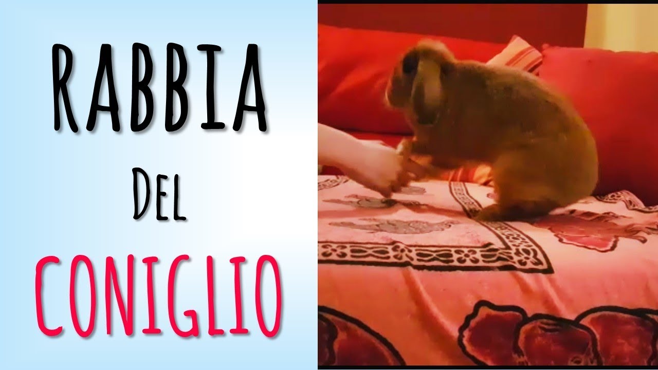 LINGUAGGIO del CONIGLIO - TI HO DETTO CHE NON VOGLIO!