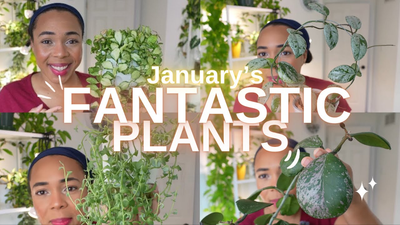 😅Some difficult plants became easier- HOW? 🪴January Favourites 💛