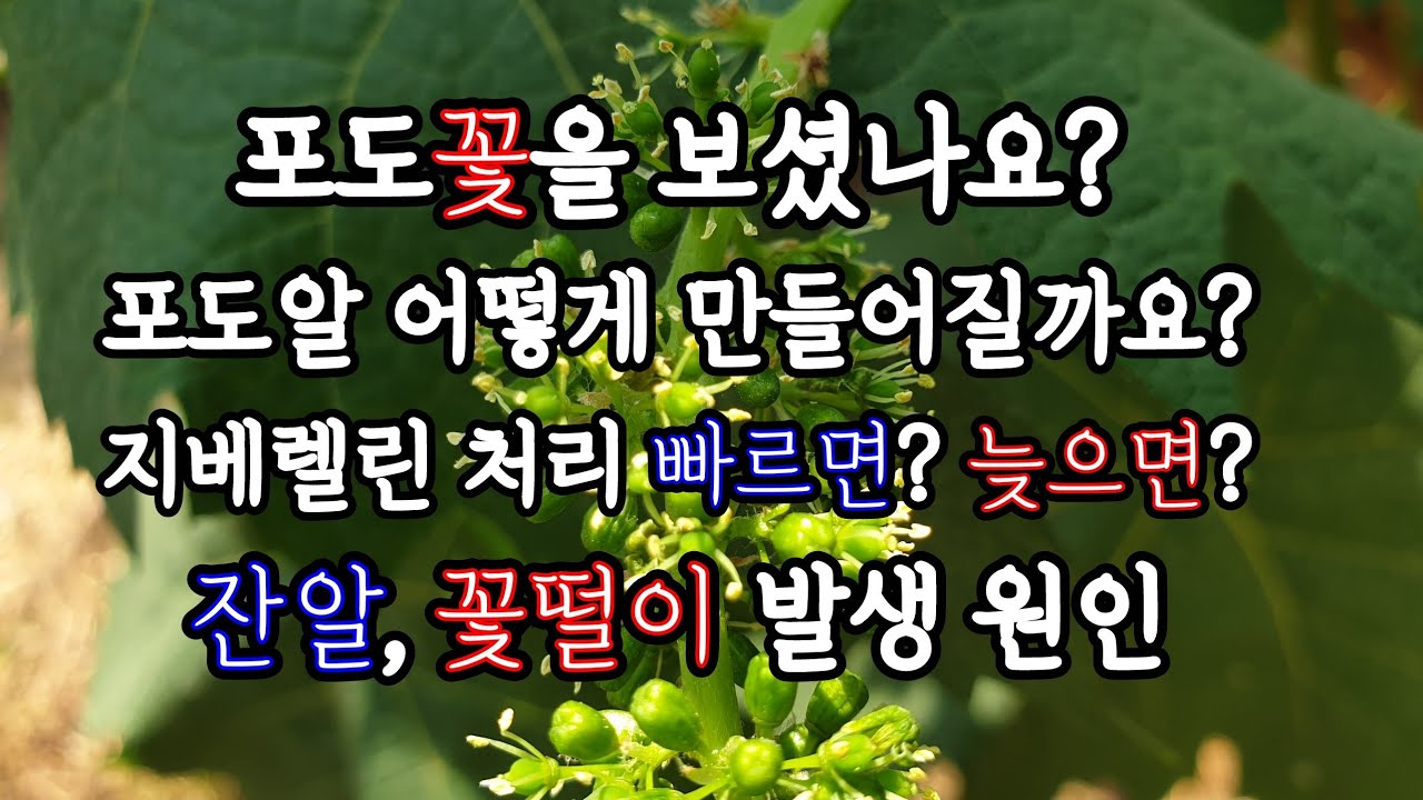 포도알은 어떻게 생길까? 꽃떨이, 잔알, 1차 지베렐린 처리적기가 중요한 이유