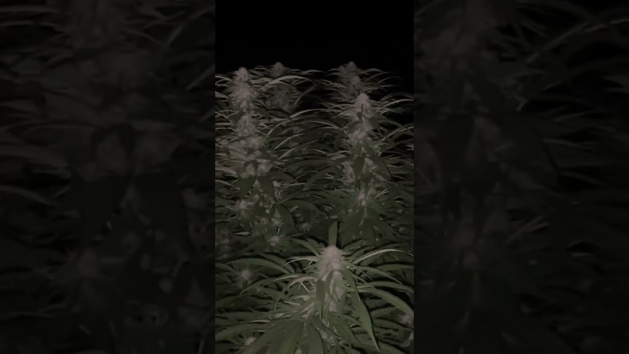 Super Lemon Haze: The Ultimate 🌳🔥 Experience