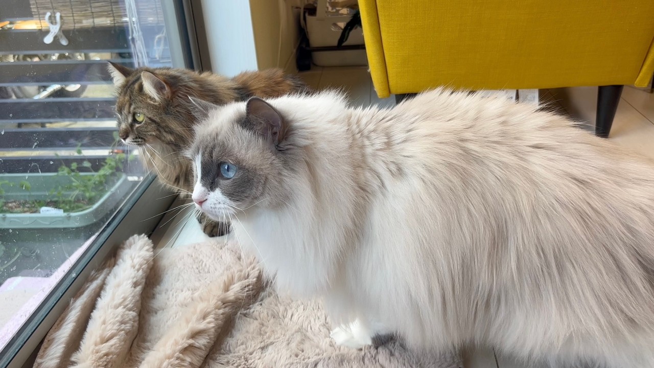 I've never seen my cats being so serious