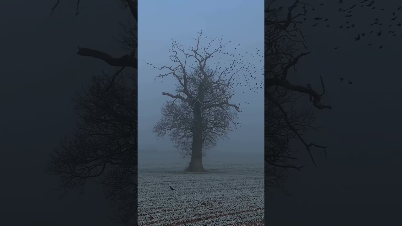 Silent in the Mist: A Tree in the Fog