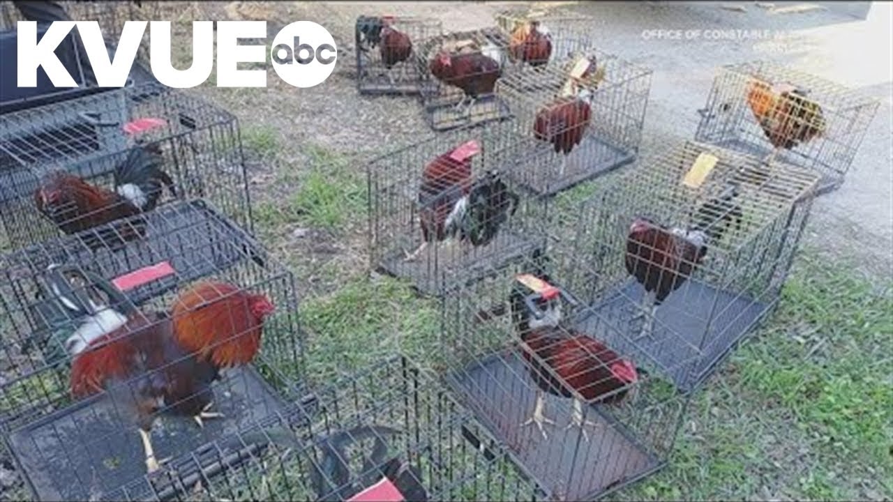 Cockfighting ring busted in the Houston area; property owner arrested