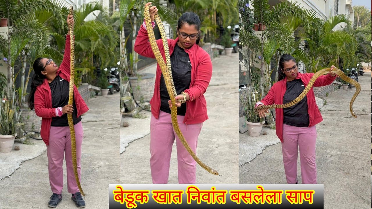 😱धामण साप निवांत बेडूक खात बसलेला पाहा🐍