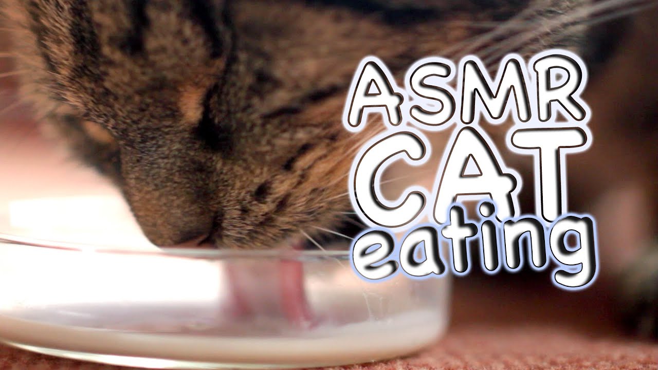 ASMR Cat - Eating #11