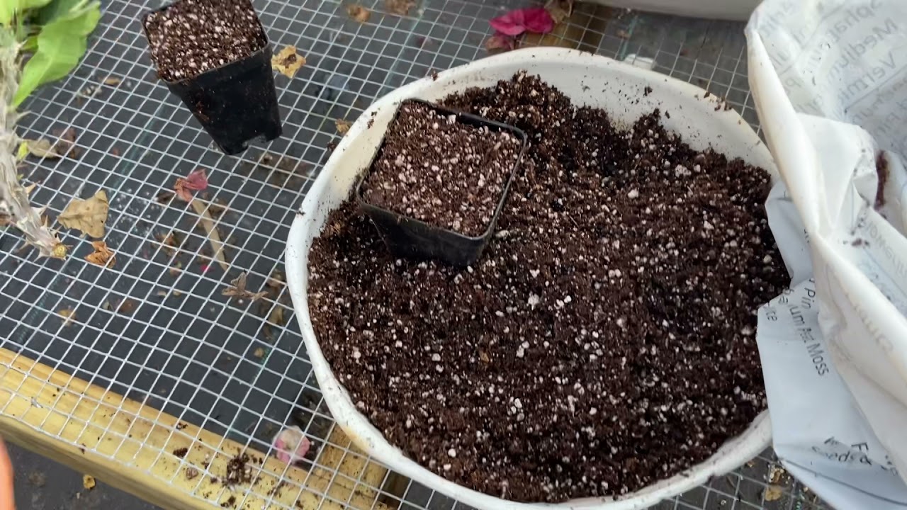 Como plantar esquejes de coronas de Cristo