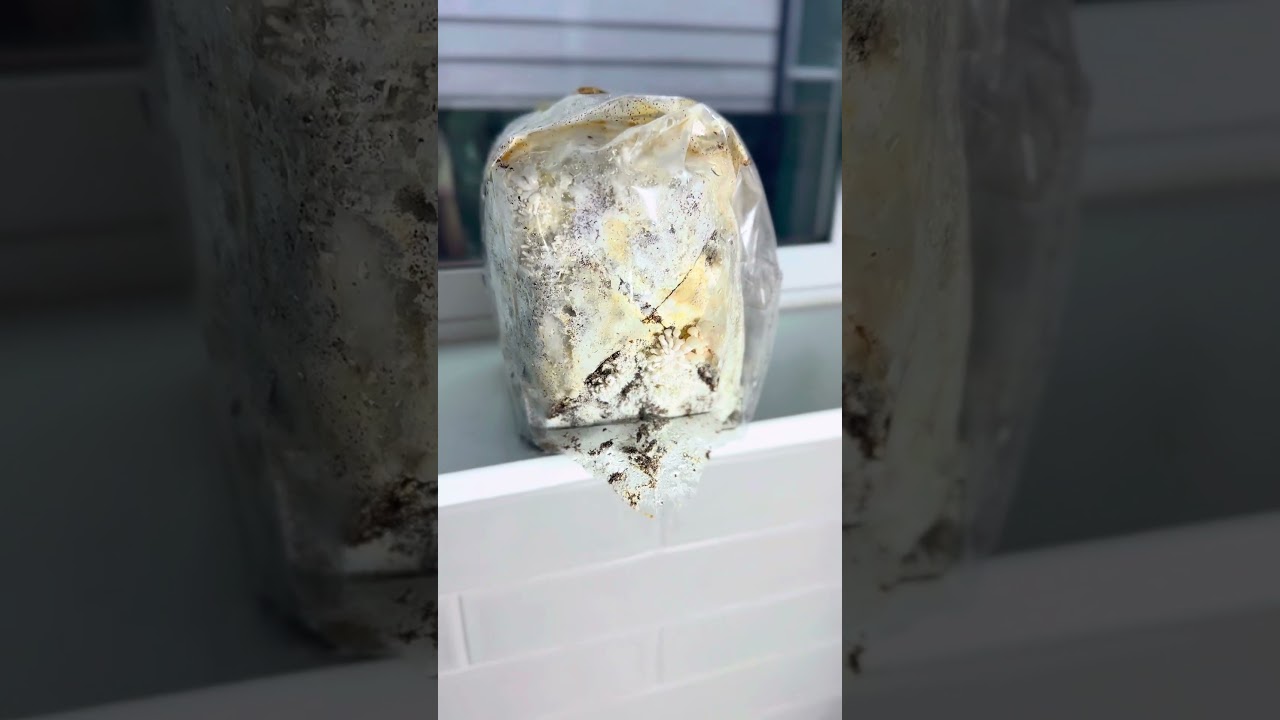 How to Set Up & Use a Mushroom Grow Kit 🍄 | Shroomlandia Step-by-Step Guide