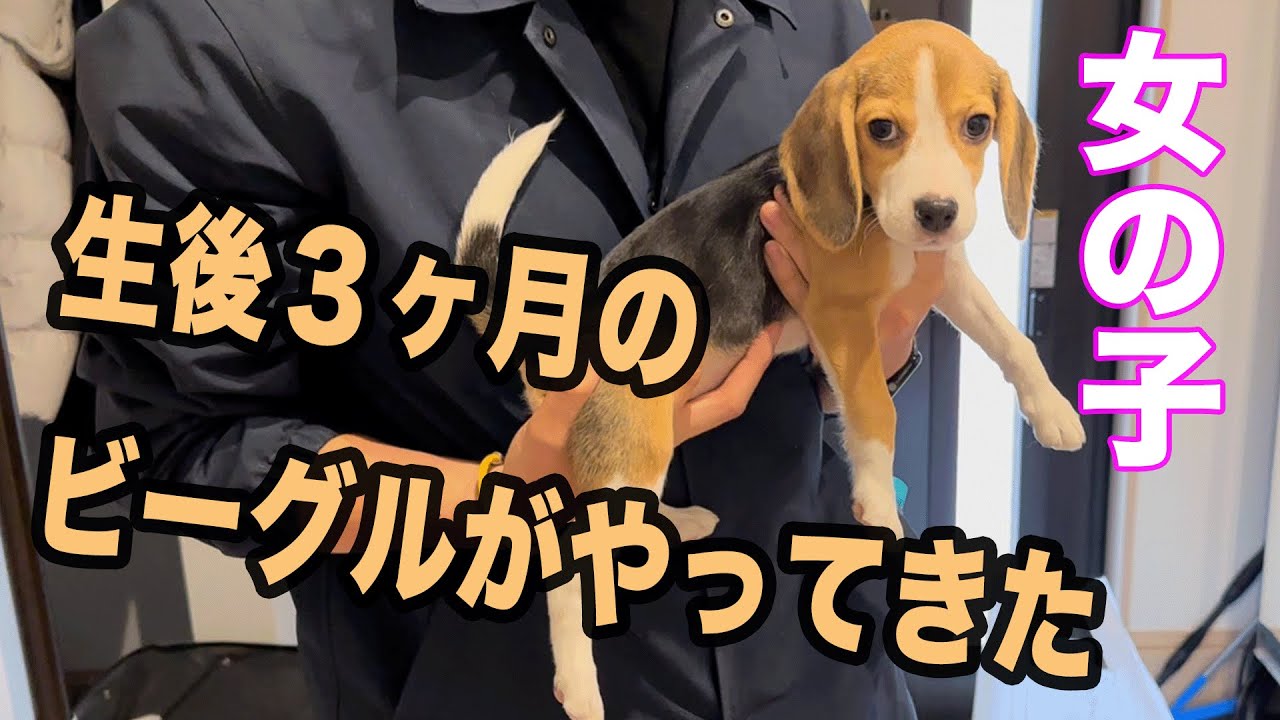 我が家にビーグルがやってきた【柴ビー】