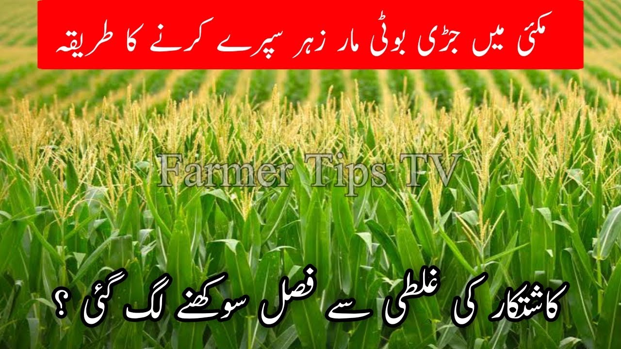 How to control weeds in spring maize|Method of herbicides for weed control in corn Part-1 Urdu Hindi