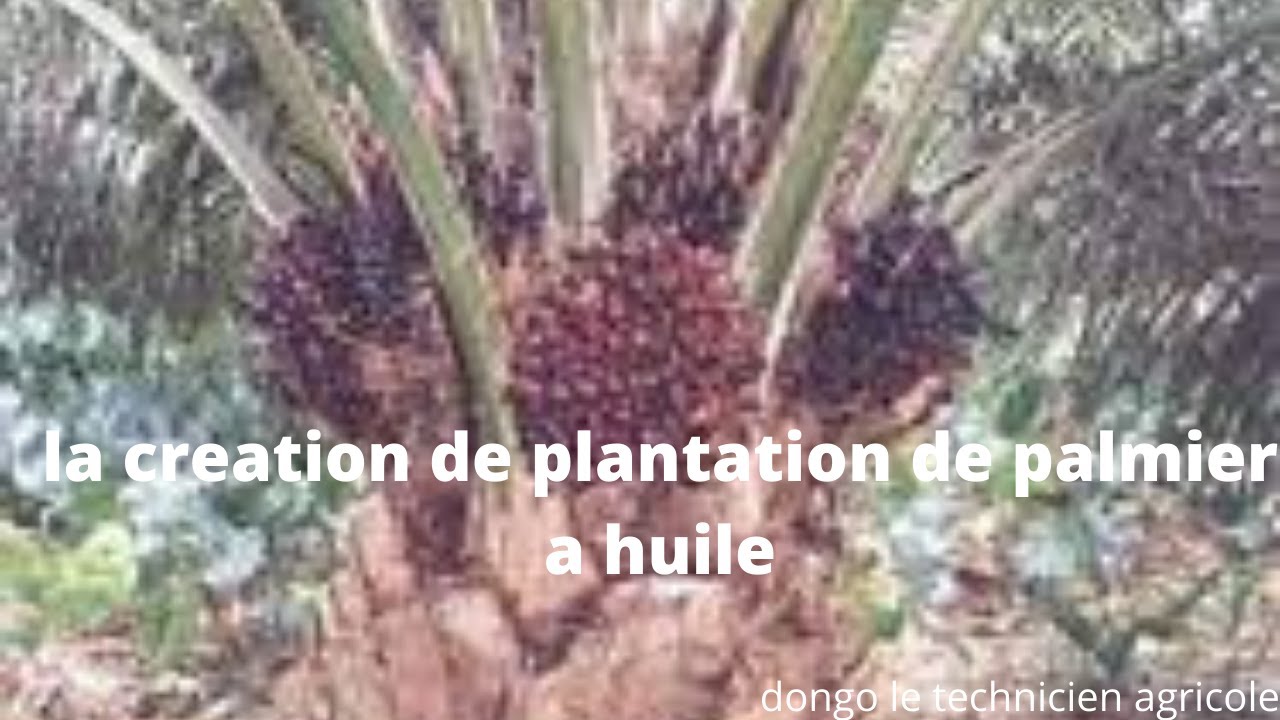 La création d'une plantation de palmier de A a Z