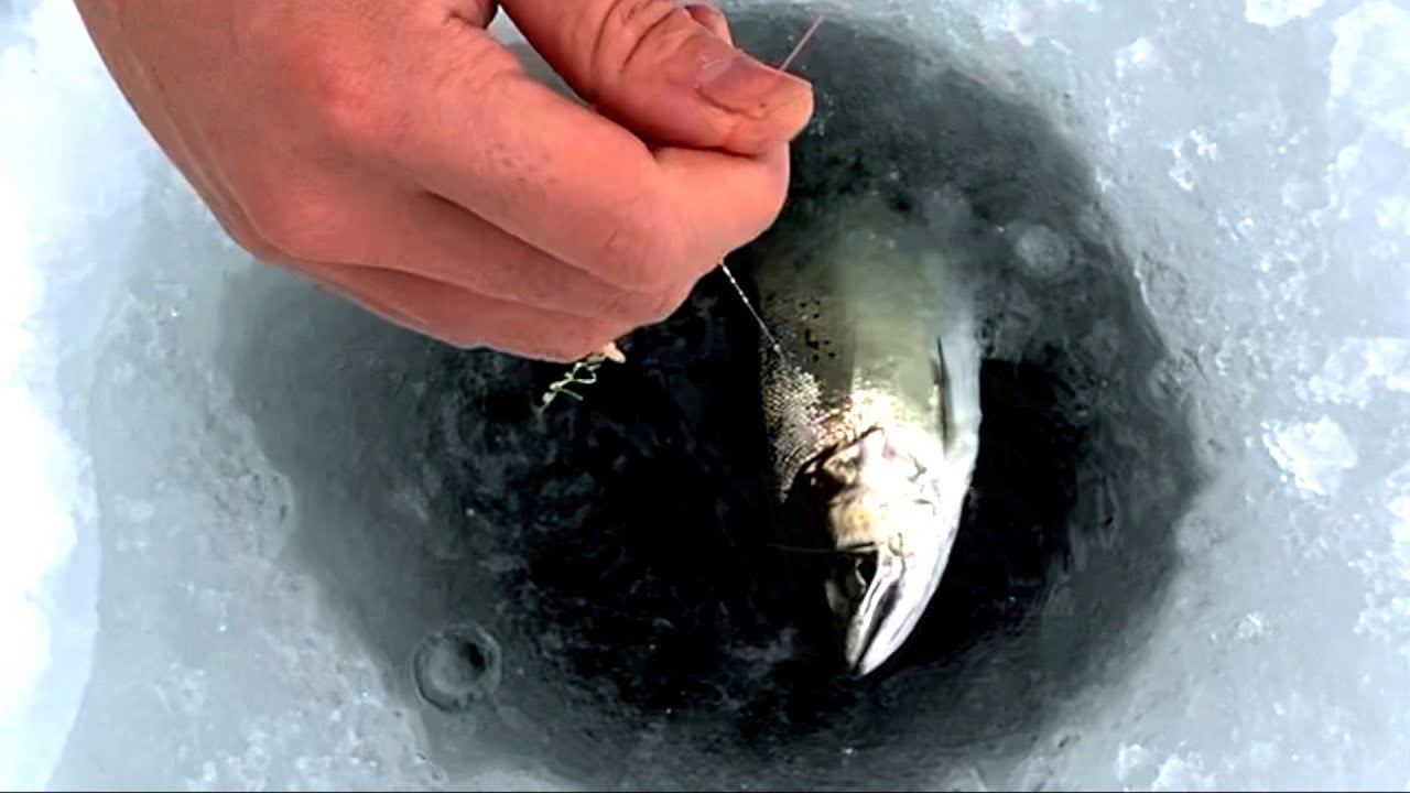 ワカサギを餌に大物も釣る