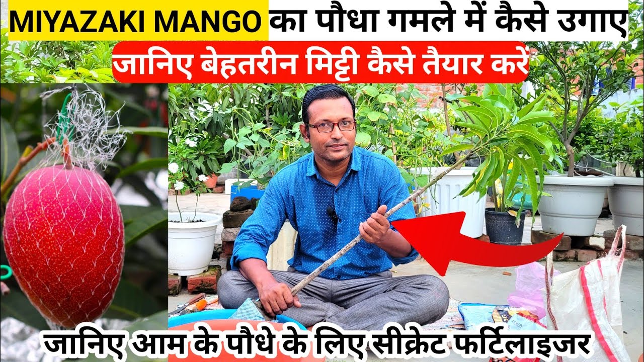 How To Grow Miyazaki Mango Plant In A Pot | आम के पौधे के लिए बेहतरीन मिट्टी बनाने का सीक्रेट राज