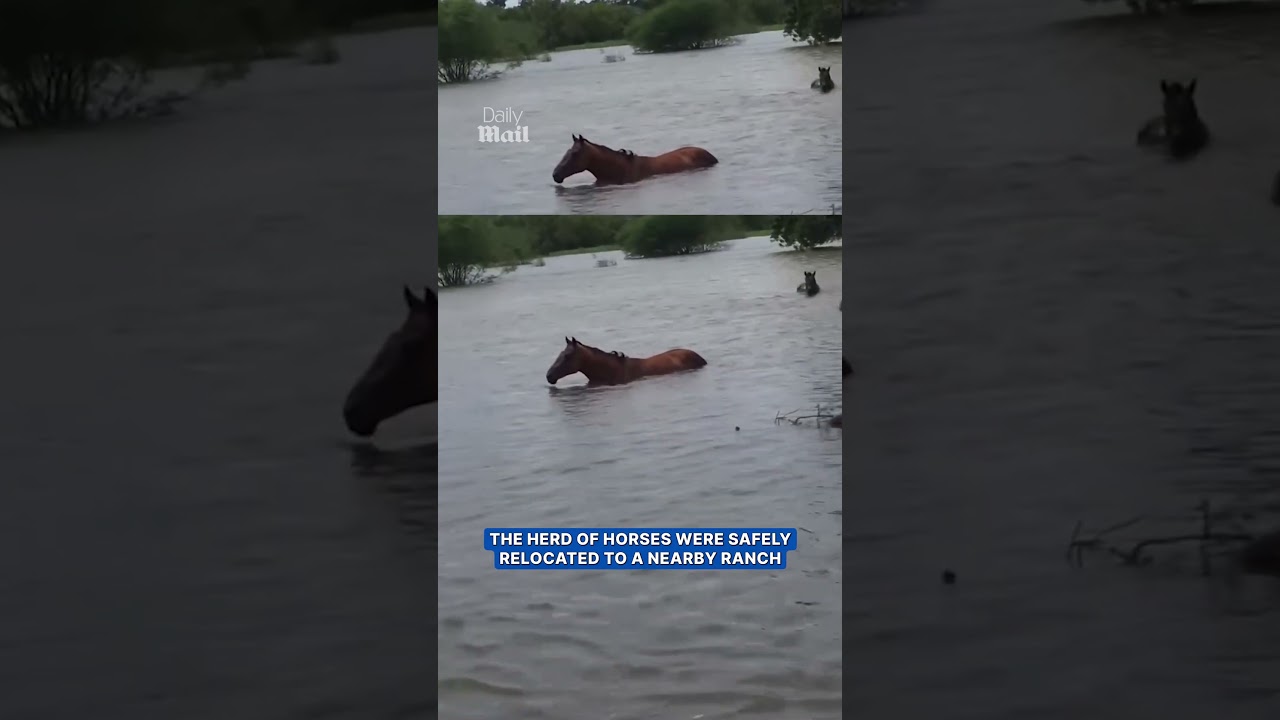 Incredible moment stranded horses are rescued from floodwaters ❤️