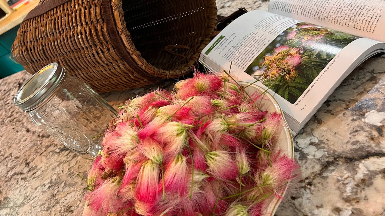 How to make a Mimosa Flower Tincture for when you need a little Happiness!